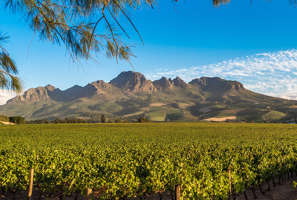 Wine Tasting: Hemel en Aarde South Africa--