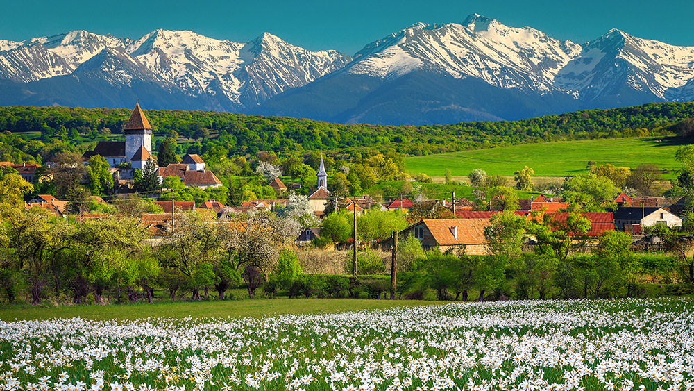 A scenic view of the Romanian village of Hosman, surrounded by green fields and trees. In the foreground is a field of white daffodils, and in the background is a large snowy mountain range. The sky is bright blue with no clouds.