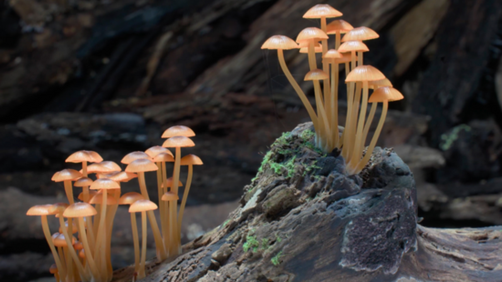 Fungi: Web of Life--