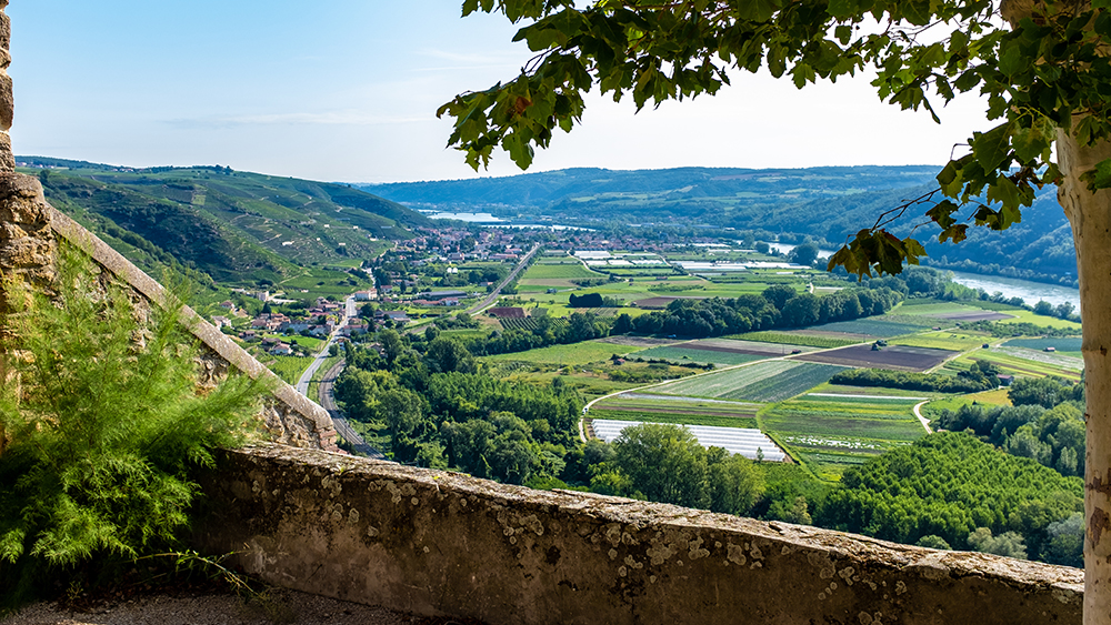 Wines of the Southern Rhône Valley--